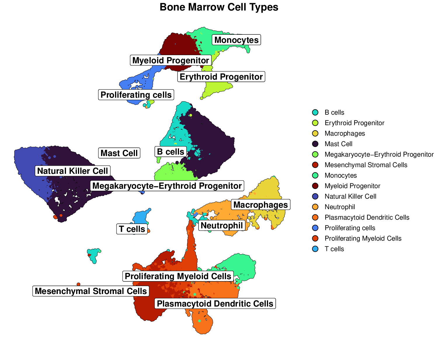 Enhanced Cell Type UMAP